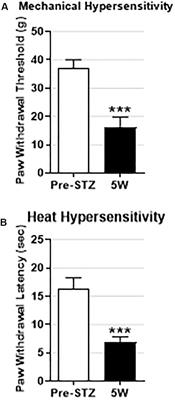 Cutaneous Aβ-Non-nociceptive, but Not C-Nociceptive, Dorsal Root Ganglion Neurons Exhibit Spontaneous Activity in the Streptozotocin Rat Model of Painful Diabetic Neuropathy in vivo